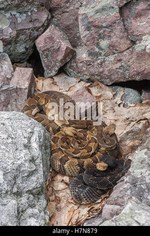 4 Legname gravido Rattlesnakes crogiolarsi al rookery area nel campo di roccia vicino a den. Foto Stock