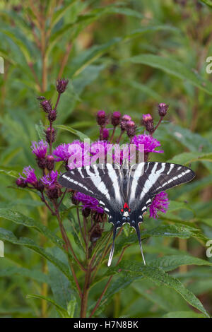 Zebra coda forcuta (Protographium Marcello) adulto nectaring sul New York Ironweed (Vernonia noveboracensis). Foto Stock