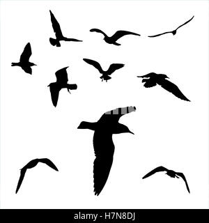 Set - seagull silhouette su sfondo bianco collezione Foto Stock