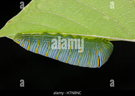 Zebra coda forcuta (Protographium Marcello) 5 larva instar sul lato inferiore di una zampa della zampa (Asimina triloba) foglia. Foto Stock