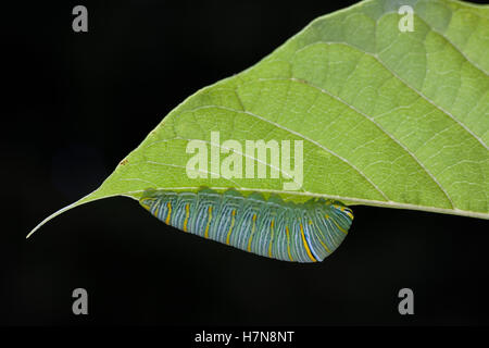 Zebra coda forcuta (Protographium Marcello) 5 larva instar sul lato inferiore di una zampa della zampa (Asimina triloba) foglia. Foto Stock