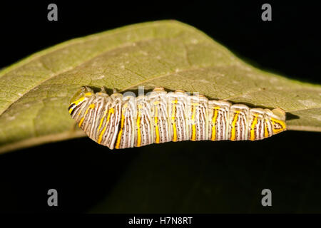 Zebra coda forcuta (Protographium Marcello) 5 larva instar sul lato inferiore di una zampa della zampa (Asimina triloba) foglia. Foto Stock