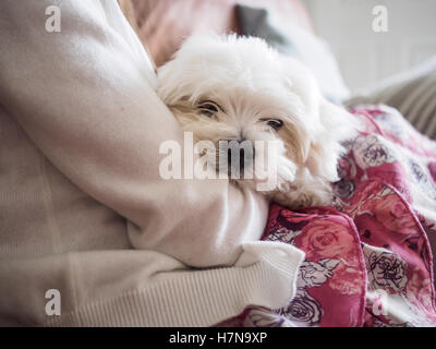 Molto carino il maltese cucciolo di dieci settimane vecchio, dal campione i genitori Foto Stock