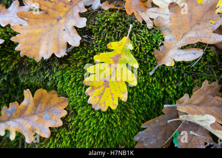 Autunno colorato di foglie di quercia (Quercus) giacente su MOSS, closeup, Divonne Les Bains, Auvergne-Rhône-Alpes, Francia Foto Stock