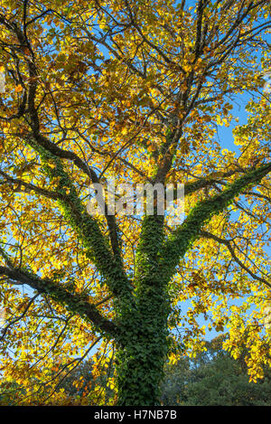 Edera (Hedera) salendo su un albero di quercia (Quercus) con l'autunno foglie colorate, Divonne Les Bains, Auvergne-Rhône-Alpes, Francia Foto Stock