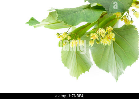 Fioritura ramoscello di limetere o albero di tiglio isolati su sfondo bianco Foto Stock