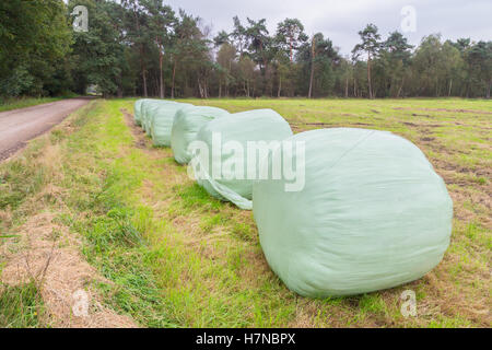 Gruppo di round plastificato balle di fieno in fila sulla terra di erba Foto Stock