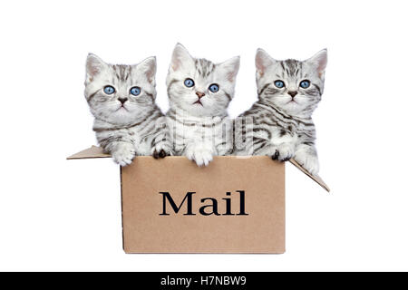 I giovani di colore silver tabby gatti in scatola di cartone isolati su sfondo bianco Foto Stock