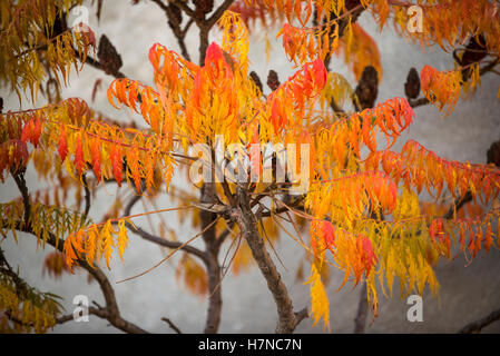 Colore di autunno Sommacco maggiore (Rhus typhina), Divonne Les Bains, Francia Foto Stock