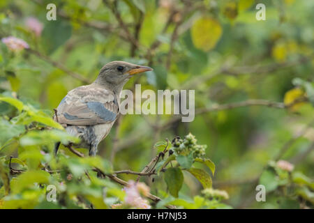 Rosy starling è un uccello passerine nella famiglia di starling, Sturnidae, noto anche come il rosa starling Foto Stock