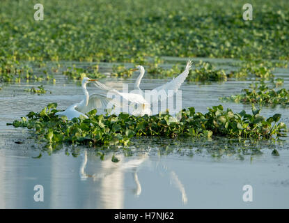 Airone bianco maggiore lotta Foto Stock