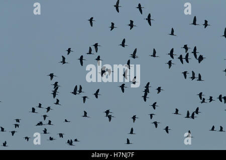 Un gregge di ibis nel cielo blu Foto Stock