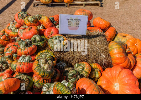 Zucche speciali in vendita in autunno, mercato all'aperto. STATI UNITI. Foto Stock