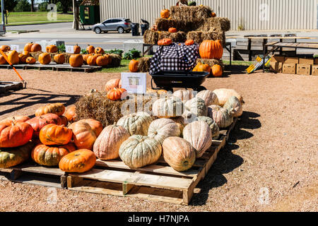 Zucche in vendita in autunno, Oklahoma, Stati Uniti. Foto Stock