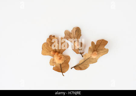 Galls su diverse foglie di quercia bianca. Questo fiocco è chiamato fiocco di quercia, causato dalla deposizione delle uova dalla vespa cinipidica. Oklahoma, Stati Uniti. Foto Stock