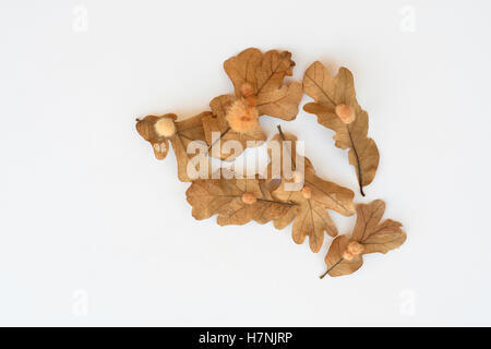 Galls su diverse foglie di quercia bianca. Questo fiocco è chiamato fiocco di quercia, causato dalla deposizione delle uova dalla vespa cinipidica. Oklahoma, Stati Uniti. Foto Stock