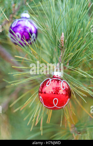 Due viola e rosso palle di Natale appeso a un albero di pino fronda. Primo piano. Foto Stock