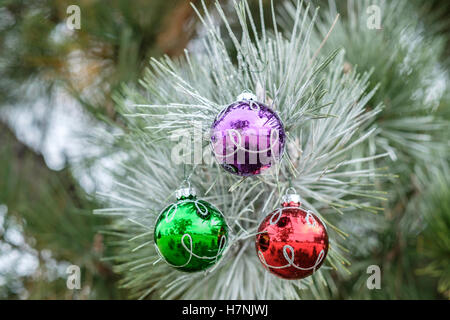 Tre colorate sfere di vetro Ornamenti natale su un pino smerigliato fronda. Foto Stock