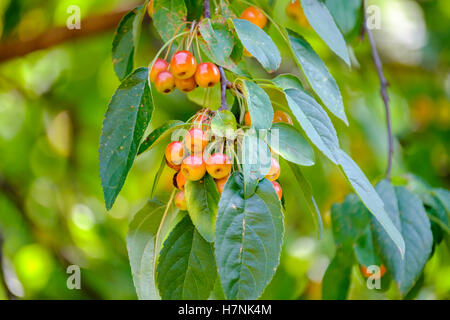 Primo piano della frutta Crabapple sull'albero, Malus. Oklahoma, Stati Uniti d'America. Foto Stock