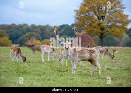 Daini e Buck cerve in Richmond Park, Regno Unito Foto Stock