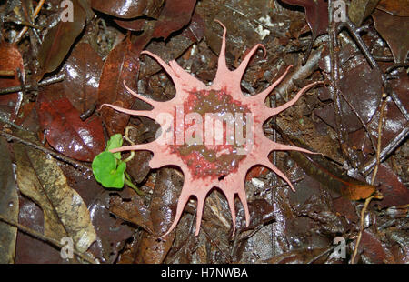 Fungo Geosturm (molto- molto raro), a Lingmala, Mahabaleshwar, i Ghati Occidentali, Maharashtra, India Foto Stock