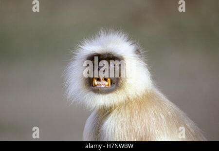 Hanuman Langur-Prshbytis entellus a Nagzira Wildlife Sanctuary, Maharashtra, India Foto Stock