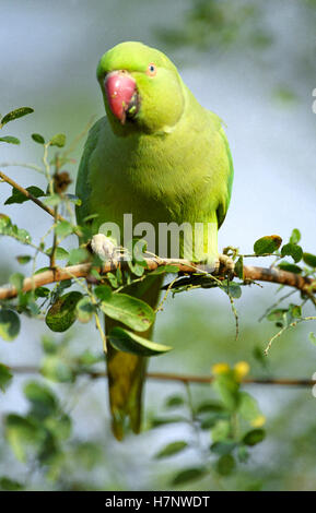 Rose-inanellati parrocchetto Female-Psittacula krameri, al parco nazionale di Keoladeo, Rajasthan, India Foto Stock