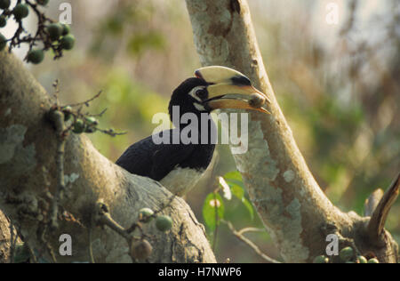 Oriental pied hornbill, Anthracoceros albirostris mangiare fig Foto Stock