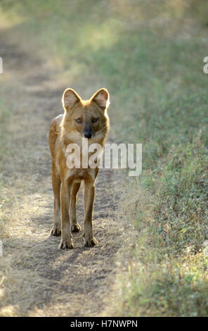 Indiano cane selvatico, Cuon alpinus, Dhole, Kanha, parco nazionale, Madhya Pradesh, India. Foto Stock