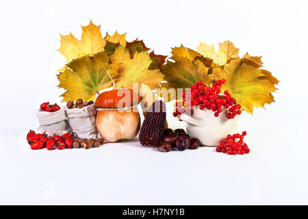 Autunno Still Life Zucca Castagne Noci mais viburnum rosa selvatica isolati su sfondo bianco Foto Stock