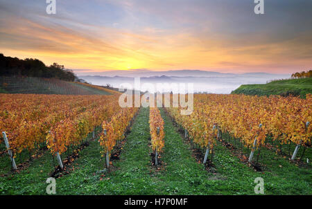 Bella colorata in giallo vigna a inizio autunno mattina Foto Stock