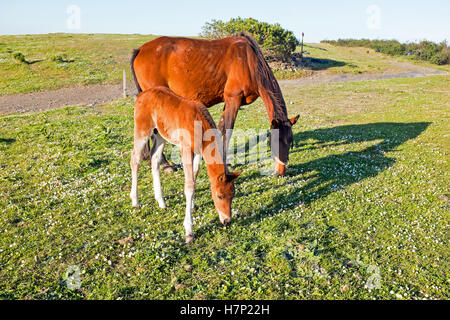 Puledro con un mare su un alpeggio Foto Stock