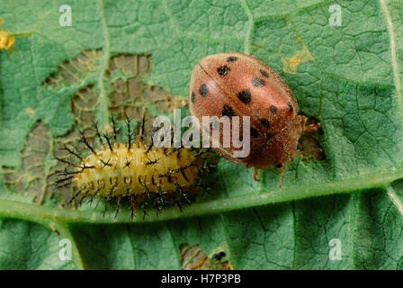 Fagiolo messicano Beetle Epilachna varivestis considerata