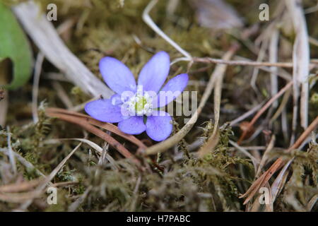 Fiore di hepatica comune (Hepatica nobilis). Foto Stock