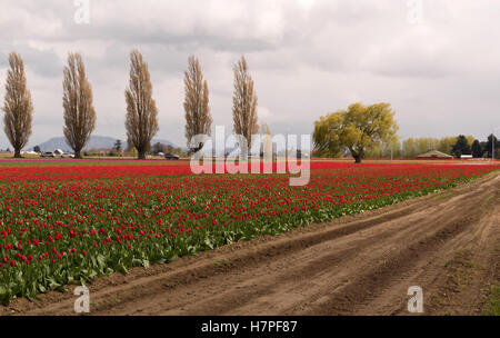 Questo è un rosso campo di tulipani in primavera in un giorno nuvoloso. Una strada sterrata è di lato verso il basso e una linea di alberi di pioppo. La Skagit contare Foto Stock