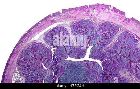 Dettagli microscopici del grosso intestino di un ratto Foto Stock