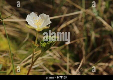 Piccolo cloudberry (Rubus chamaemorus) impianto con il fiore. Foto Stock