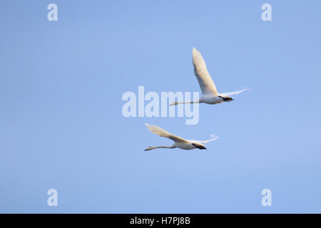 Flying whooper swan (Cygnus cygnus) matura sul cielo blu. Foto Stock