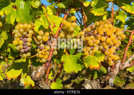 Uva bianca nella regione di Sauternes, Barsac, Bordeaux, Aquitaine Francia Europa Foto Stock