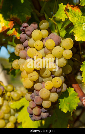 Uva bianca nella regione di Sauternes, Barsac, Bordeaux, Aquitaine Francia Europa Foto Stock