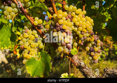 Uva bianca nella regione di Sauternes, Barsac, Bordeaux, Aquitaine Francia Europa Foto Stock