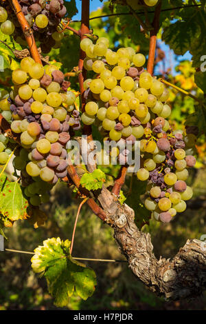 Uva bianca nella regione di Sauternes, Barsac, Bordeaux, Aquitaine Francia Europa Foto Stock