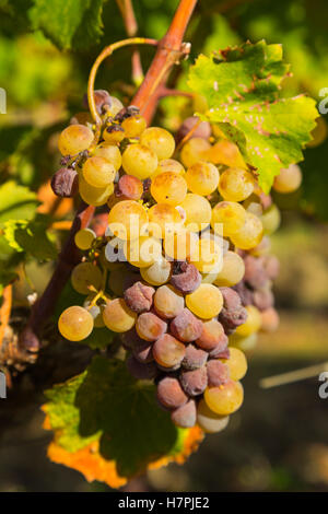 Uva bianca nella regione di Sauternes, Barsac, Bordeaux, Aquitaine Francia Europa Foto Stock