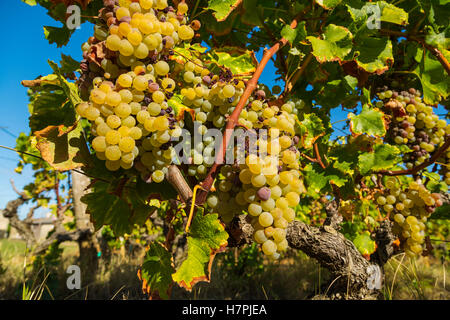 Uva bianca nella regione di Sauternes, Barsac, Bordeaux, Aquitaine Francia Europa Foto Stock