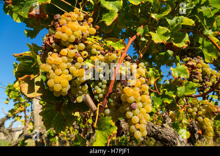 Uva bianca nella regione di Sauternes, Barsac, Bordeaux, Aquitaine Francia Europa Foto Stock