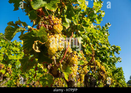 Uva bianca nella regione di Sauternes, Barsac, Bordeaux, Aquitaine Francia Europa Foto Stock