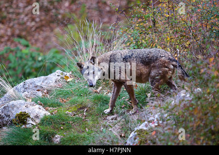Lupo appenninico, Canis lupus italicus. Tipico di questo esemplare di lupo nelle foreste e nei boschi italiani. Foto Stock