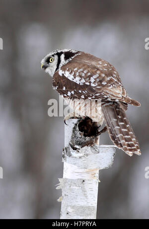 Northern Hawk owl arroccato su albero in inverno in Canada Foto Stock