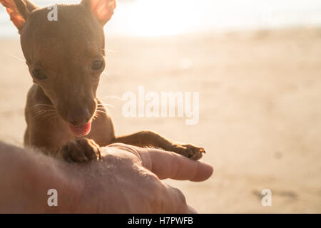 Primo piano della felice carino Miniature pinscher zenzero cucciolo nelle mani del proprietario sulla spiaggia sabbiosa tropicale sfondo Foto Stock