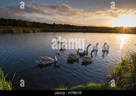 Famiglia di cigni (Cygnus olor) con sei cygnets sul Basingstoke Canal al tramonto, Hampshire, Regno Unito, animali, uccelli Foto Stock